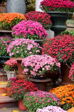 Photo for Bright chrysanthemum flowers in pots on the steps of the flower market. Floral decoration. Floristics. - Royalty Free Image