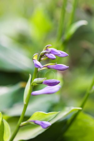 Foto de Planta de Hosta en temporada de floración. Orejas de ratón azul flores púrpura - Imagen libre de derechos
