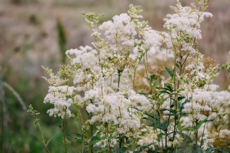 Foto de Flores de Meadowsweet o Filipendula ulmaria. Planta medicinal en la naturaleza salvaje. - Imagen libre de derechos