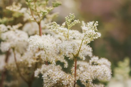 Photo for Meadowsweet or Filipendula ulmaria flowers. Medicinal plant in the wild nature. - Royalty Free Image