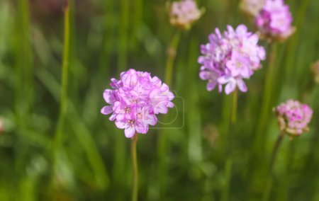 Photo for Pink Armeria flowers in summer garden. - Royalty Free Image
