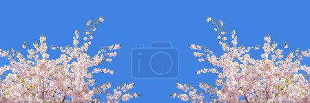 Téléchargez les photos : Beautiful branches of pink cherry or Sakura flowers in a park. Spring blossoms on blue sky background, - en image libre de droit