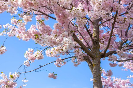 Téléchargez les photos : Beautiful branches of pink cherry or Sakura flowers in a park. Spring blossoms on blue sky background, - en image libre de droit