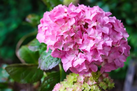 Photo for Pink hortensia floral background. Hydrangea plant. - Royalty Free Image