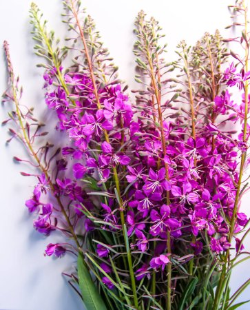 Téléchargez les photos : Fleur d'herbe à feu ou Chamaenerion angustifolium. Rosebay, Willowherbs. Fleurs médicales violettes - en image libre de droit