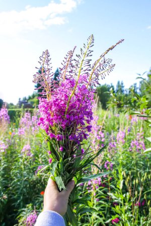 Téléchargez les photos : Fleur d'herbe à feu ou Chamaenerion angustifolium. Rosebay, Willowherbs. Fleurs médicales violettes - en image libre de droit