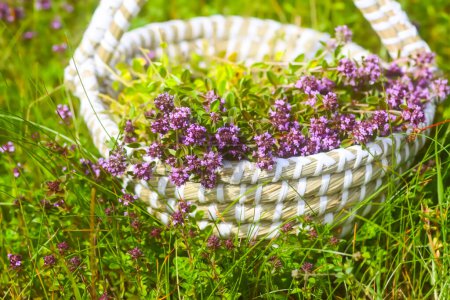 Photo for Fresh thyme collected in the basket. Medical herbs. - Royalty Free Image