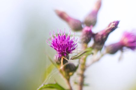 Photo for Greater burdock purple prickly flowers. Arctium lappa plant. - Royalty Free Image