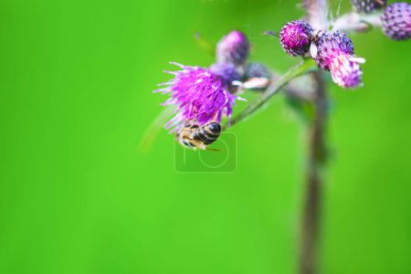 Photo for Insects on burdock flowers - Royalty Free Image