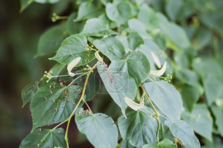 Téléchargez les photos : Tilleul tilleul feuilles en été. Plante médicale utilisée en phytothérapie. - en image libre de droit