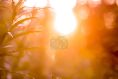 Téléchargez les photos : Fleurs sauvages et herbe dans une prairie dans la lumière dorée brillante. - en image libre de droit