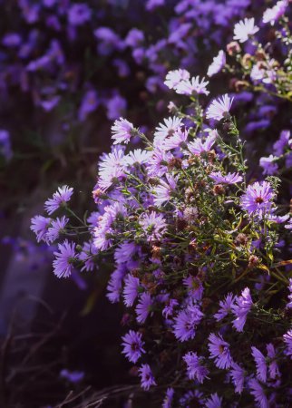 Téléchargez les photos : Fleurs ornementales dans le jardin d'automne. Usines d'aster violet. - en image libre de droit