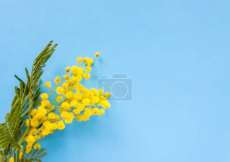 Téléchargez les photos : Fleurs de mimosa jaune. Fond floral printanier. - en image libre de droit