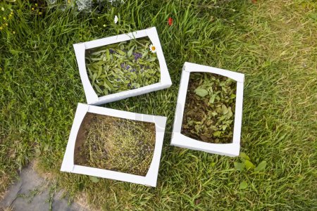 Foto de Hierbas medicinales para té de hierbas y tratamiento homeopático. Plantas de secado en las cajas de cartón. - Imagen libre de derechos