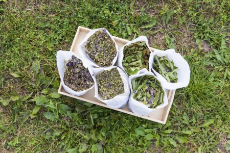 Foto de Hierbas medicinales recolectadas para té de hierbas y tratamiento homeopático. Plantas de secado en bolsas de papel. - Imagen libre de derechos