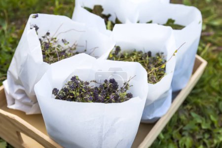 Foto de Hierbas medicinales recolectadas para té de hierbas y tratamiento homeopático. Plantas de secado en bolsas de papel. - Imagen libre de derechos