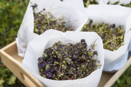 Téléchargez les photos : Herbes médicales recueillies pour le thé aux herbes et le traitement homéopathique. Installations de séchage dans des sacs en papier. - en image libre de droit