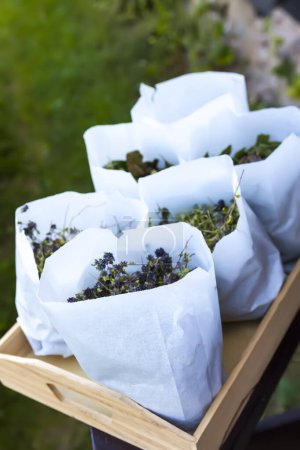 Téléchargez les photos : Herbes médicales recueillies pour le thé aux herbes et le traitement homéopathique. Installations de séchage dans des sacs en papier. - en image libre de droit