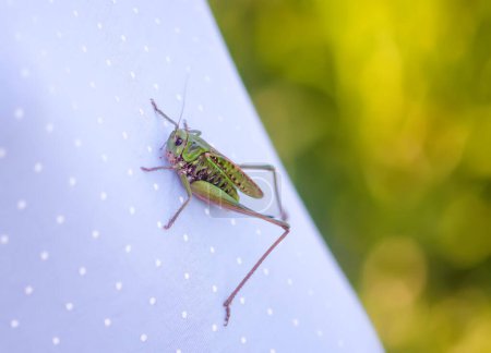 Meadow grasshopper on the cotton fabric close up.