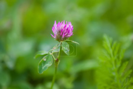 Photo for Pink clover on green nature background. - Royalty Free Image