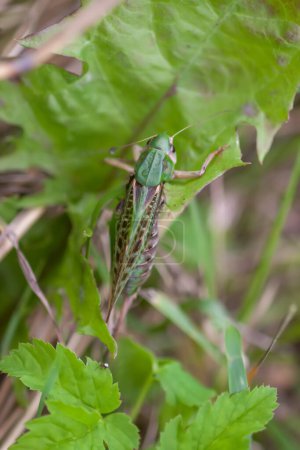Meadow grasshopper on the plants close up.