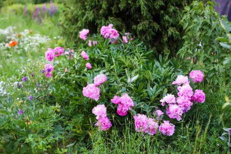 Téléchargez les photos : Belles fleurs parfumées dans le jardin d'été. Roses roses en pleine floraison. - en image libre de droit