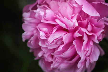 Téléchargez les photos : Belles fleurs parfumées dans le jardin d'été. pivoines roses en pleine floraison. - en image libre de droit