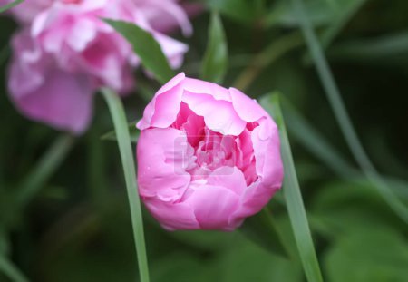 Téléchargez les photos : Belles fleurs parfumées dans le jardin d'été. pivoines roses en pleine floraison. - en image libre de droit