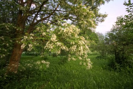 Robinienpseudoakazie, falsche Akazienbäume in Blüte.