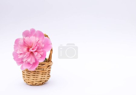 Téléchargez les photos : De belles fleurs parfumées. Pivoines roses dans un petit panier. Décor floral. - en image libre de droit