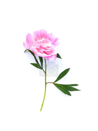 Téléchargez les photos : Belle fleur parfumée. Pivoine rose sur fond blanc. - en image libre de droit