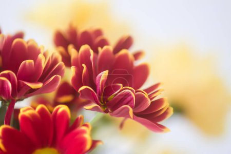 Photo for Chrysanthemum flowers. Floral decoration. Beautiful garden plants. - Royalty Free Image