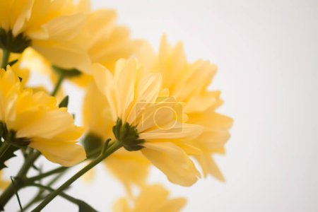 Photo for Chrysanthemum flowers. Floral decoration. Beautiful garden plants. - Royalty Free Image