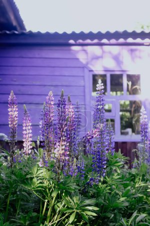 Foto de Lupino flores púrpuras en un jardín. Fondo floral rural de verano. - Imagen libre de derechos