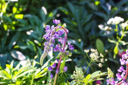 Lupinus lila blüht in einem Garten. Sommer ländlichen floralen Hintergrund.