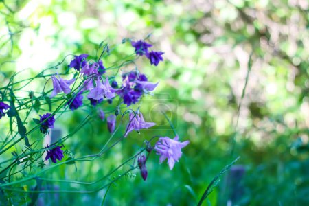 Purple Columbine Flowers. Aquilegia plants in the garden.