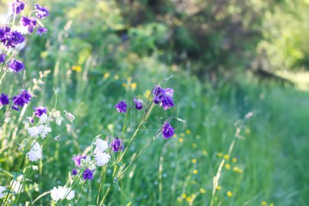 Purple Columbine Flowers. Aquilegia Pflanzen im Garten.