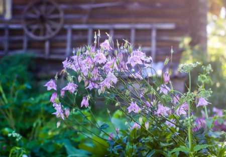 Photo for Purple Columbine Flowers. Aquilegia plants in the garden. - Royalty Free Image