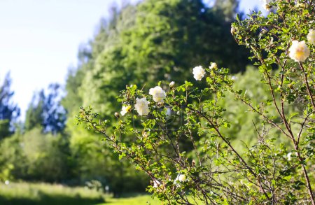 Rosas blancas, escaramujo floreciendo en el jardín de verano.