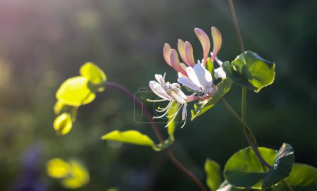 Madreselva en un jardín. Flores Lonicera Sempervirens,, Madreselva europea, o planta leñosa en temporada de floración.