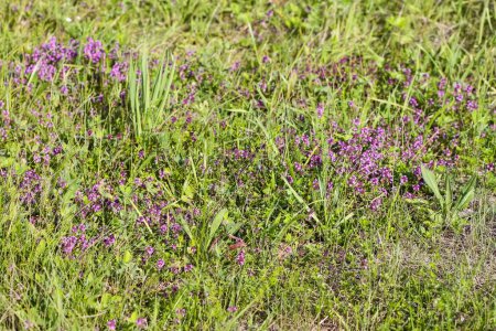 Photo for Thymus serpyllum, Breckland thyme, creeping thyme, or elfin thyme plants in flowering season. Natural herbal ingredients in a wild nature used in homeopathy and culinary. - Royalty Free Image