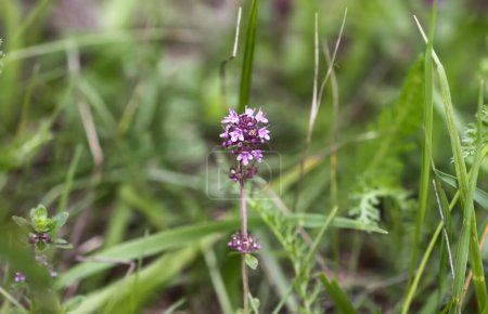 Thymus serpyllum, Breckland thyme, creeping thyme, or elfin thyme plants in flowering season. Natural herbal ingredients in a wild nature used in homeopathy and culinary.