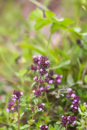Photo for Thymus serpyllum, Breckland thyme, creeping thyme, or elfin thyme plants in flowering season. Natural herbal ingredients in a wild nature used in homeopathy and culinary. - Royalty Free Image