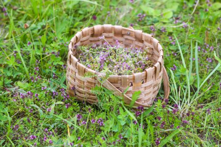 Thymus serpyllum, Breckland thyme, creeping thyme, or elfin thyme plants in flowering season in a basket. Natural herbal ingredients in a wild nature used in homeopathy and culinary.