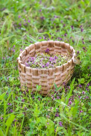 Photo for Thymus serpyllum, Breckland thyme, creeping thyme, or elfin thyme plants in flowering season in a basket. Natural herbal ingredients in a wild nature used in homeopathy and culinary. - Royalty Free Image