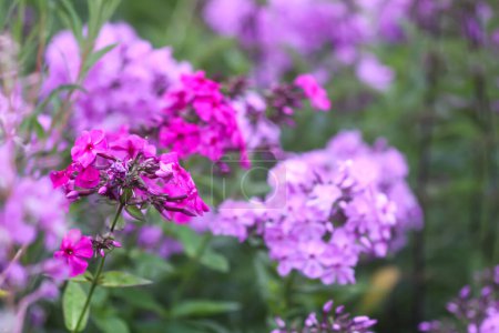 Photo for Blooming phlox garden flowers. Decorative plants. - Royalty Free Image