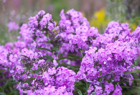 Photo for Blooming phlox garden flowers. Decorative plants. - Royalty Free Image