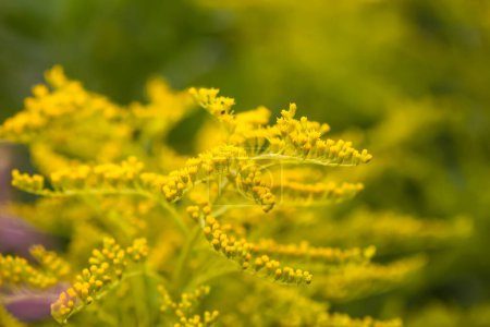 Faltenblättrige Goldrute oder Solidago rugosa gelbe Blüten.