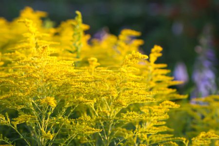 Wrinkleleaf varilla de oro o solidago rugosa flores amarillas.