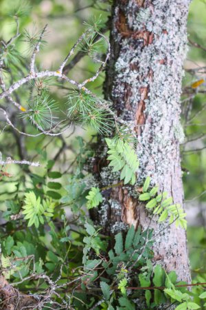 Téléchargez les photos : Texture écorce d'arbre avec lichen. Détails de la nature dans la forêt sauvage. - en image libre de droit